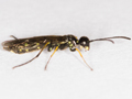 Cephus pygmeus